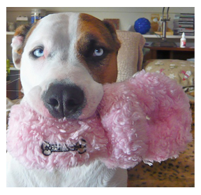 Sensitive Dog