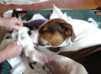 Jazz-removing-bandage.jpg