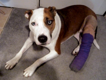 Jazzy-in-bandage.jpg